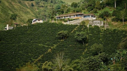 Colombian coffee production closes at 14.2 million bags