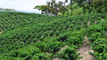 Producción de café de Colombia crece 18% en abril