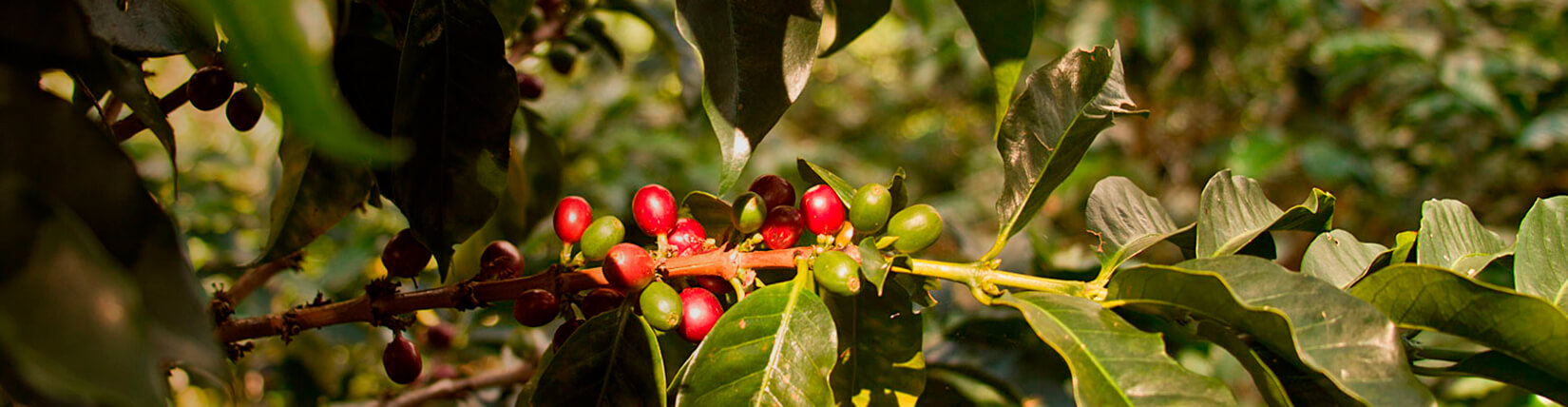 coffee-harvest-map
