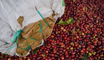 Producción de café de Colombia cae 19% en enero