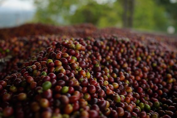 YTD Colombian coffee production grows 5.4%