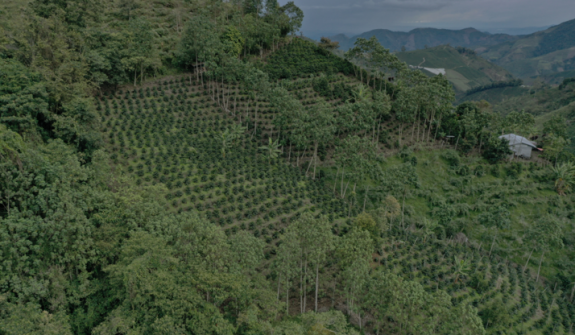 FNC contribuye con primeros 240 mil árboles a meta de reforestación nacional