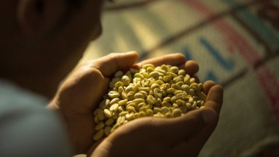 Colombian coffee production falls 12% in March