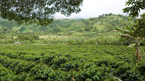 Cenicafé 1, the new coffee variety developed in Colombia