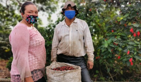En pico de pandemia, cafeteros colombianos se alistan para recoger la segunda y mayor cosecha del año