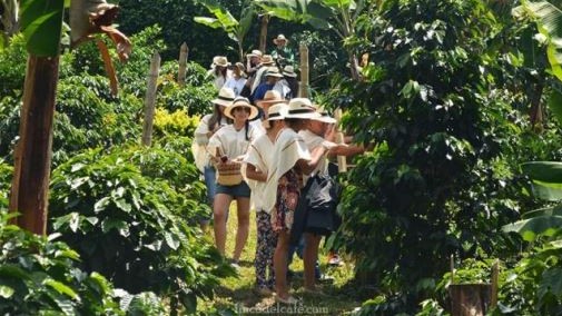 Coffee farming entices more and more domestic and foreign tourists