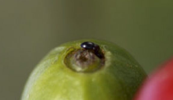 El manejo integrado de la broca del café