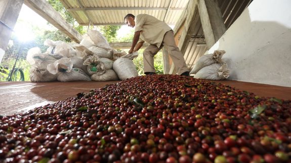 Colombian coffee production grows 11% in February