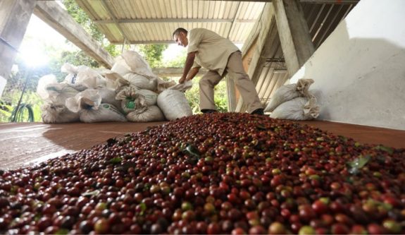 Producción de café de Colombia crece 11% en febrero