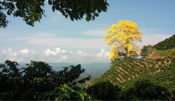 Los primeros lotes de café de Colombia libres de deforestación se enviaron a la Unión Europea