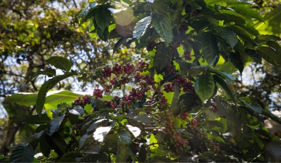 Producción de café de Colombia cae 13% en octubre