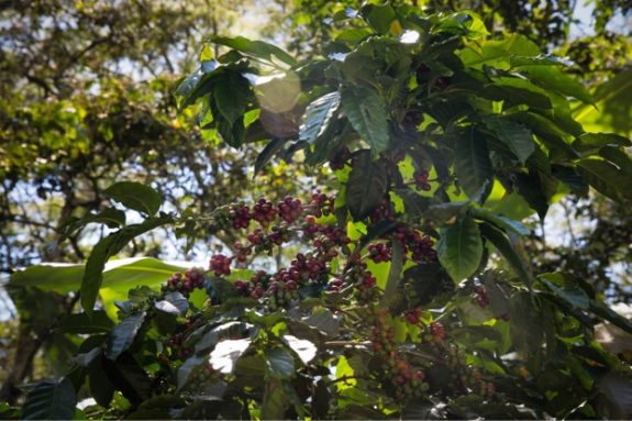 Colombian coffee production falls 13% in October