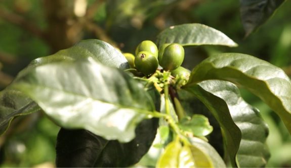 Producción de café de Colombia cae 22% en noviembre