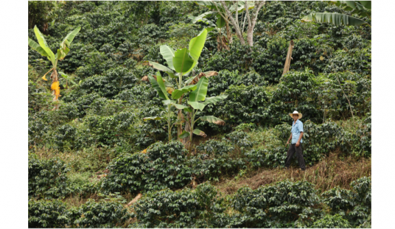Producción de café de Colombia cae 13% en marzo