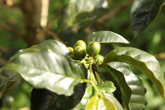 Producción de café de Colombia cae 22% en julio