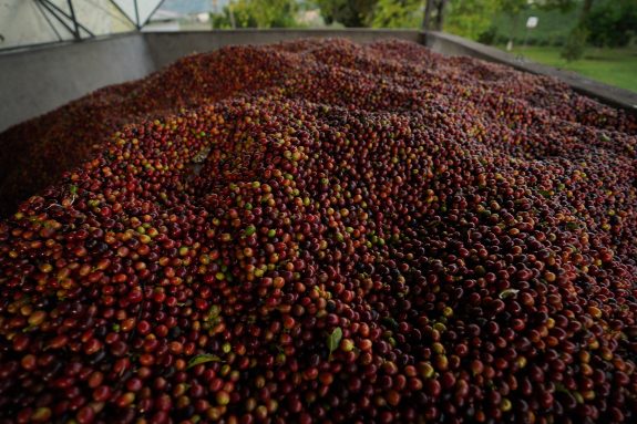 Producción de café de Colombia cae 10% en año corrido
