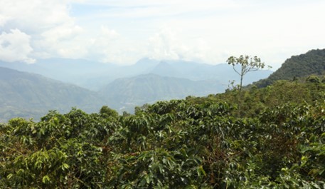 Producción de café de Colombia cae 12% en octubre
