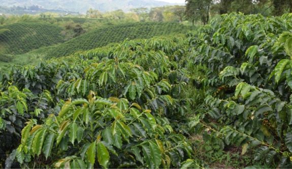 Colombian coffee production closes 2022 at 11.1 million bags