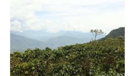 Colombian coffee production falls 6% in November