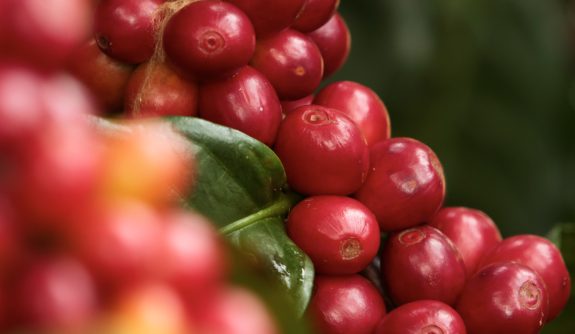 In September, Colombian coffee production rises 2%