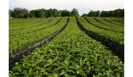 Producción de café de Colombia crece 30% en octubre
