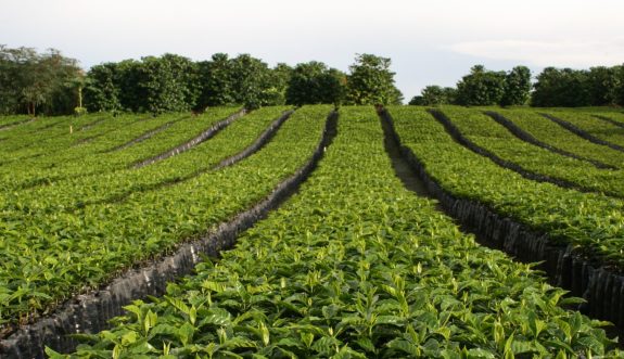 Producción de café colombiano aumentó 36% en el año corrido