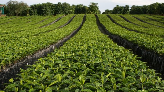 Colombian coffee production grows 30% in October