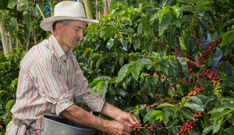 Comité Directivo de la FNC aprueba medidas  comerciales ante posible afectación de la  calidad del café por El Niño
