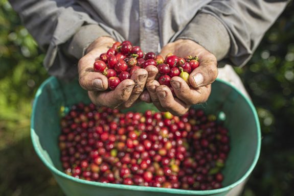 Producción de 14,79 millones de sacos de café, no se registraba desde hace 29 años en el periodo marzo a febrero