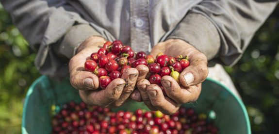 Colombia sigue aumentando su producción cafetera, con  una cifra que se aproxima a los 14 millones de sacos al cierre del 2024