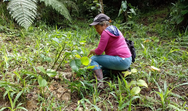 Support for the production and planting of 1,000 trees of native species.