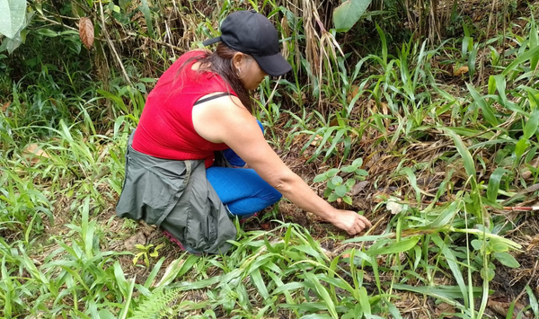 Support for the production and planting of 1,000 trees of native species.