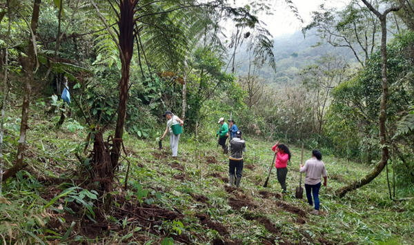 Support for the production and planting of 1,000 trees of native species.