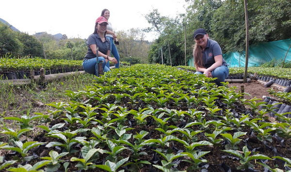 Apoyo para mejorar las condiciones operativas de vivero de plantulas de café