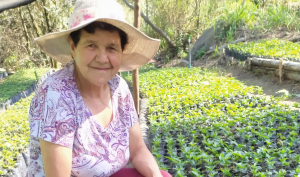 Apoyo para mejorar las condiciones operativas de vivero de plantulas de café