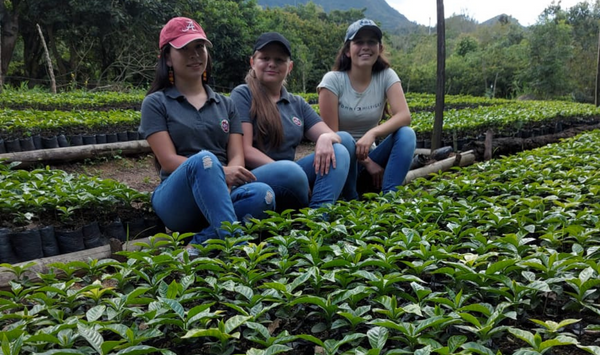 Apoyo para mejorar las condiciones operativas de vivero de plantulas de café