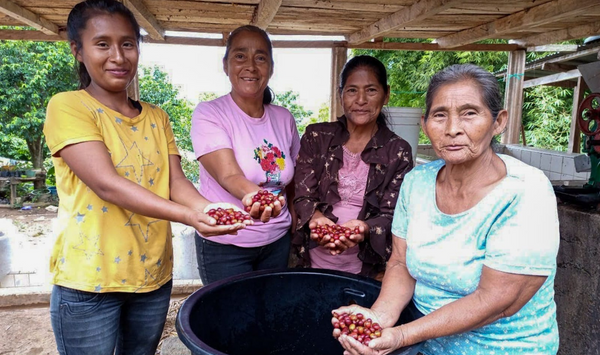 Apoyo para el trámite de registro de marca de café tostado y molido