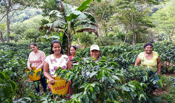 Apoyo para el trámite de registro de marca de café tostado y molido