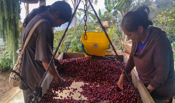 Apoyo para el trámite de registro de marca de café tostado y molido