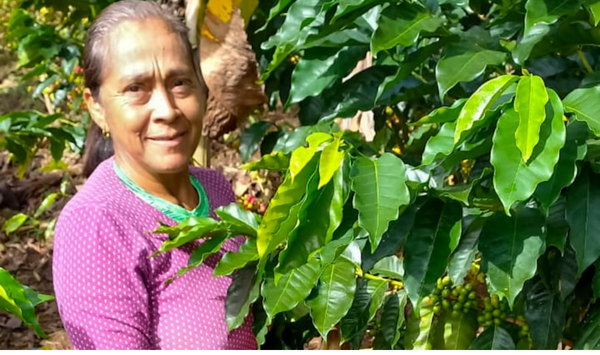 Apoyo para el trámite de registro de marca de café tostado y molido