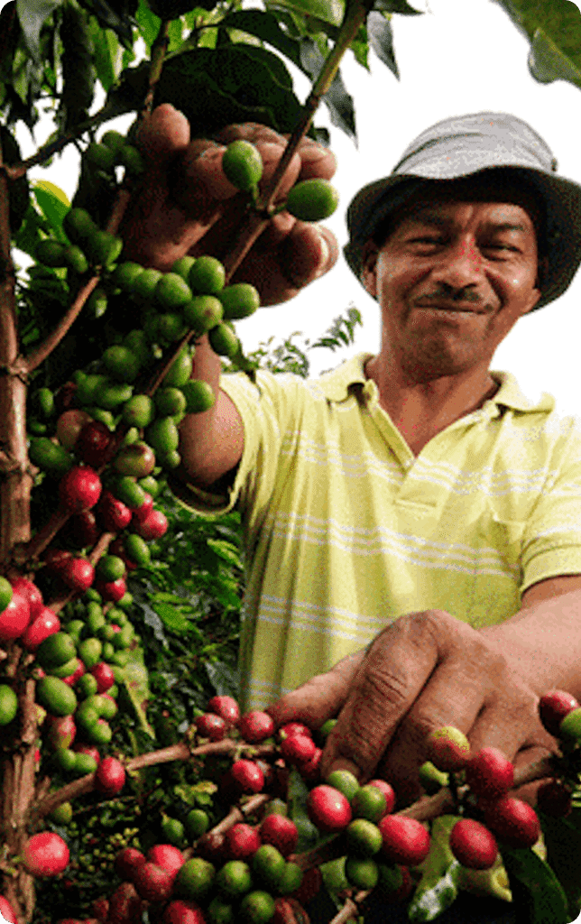 hombre recolectando café